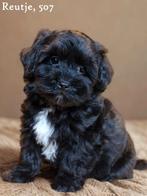 Knappe Boomer pups, Nederland, Overige rassen, 8 tot 15 weken, CDV (hondenziekte)