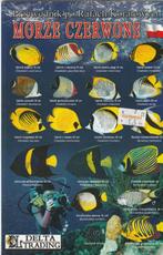 Viswijzer ( Folder model ), Ophalen of Verzenden, Nieuw