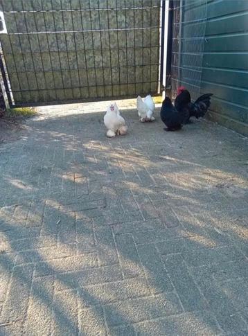 Toom 1.3 Nederlandse sabelpootkriel sabelpoot sabelpootkriel beschikbaar voor biedingen