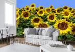 Zonnebloemen fotobehang, bloemen veld, Fotobehang4you, Huis en Inrichting, Stoffering | Behang, Minder dan 10 m², Bloemen, zonnebloem