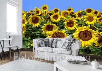 Zonnebloemen fotobehang, bloemen veld, Fotobehang4you