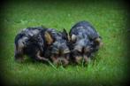 Yorkshire Terrier pups blue merle, Yorkshire Terriër, België, Rabiës (hondsdolheid), 8 tot 15 weken
