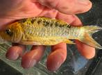 Prachtig geel/gouden koi karpers, perfecte rijenspiegels!!, Karper of Koi