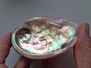 Abaloneschelp 8 x 6 x 1,8 cm beschikbaar voor biedingen