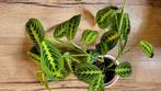 Maranta Lemon Lime. Veel bladeren, Overige soorten, Minder dan 100 cm, Ophalen of Verzenden, Halfschaduw