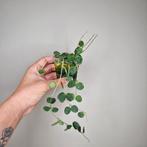 Hoya Serpens 1, Overige soorten, Minder dan 100 cm, Bloeiende kamerplant, Halfschaduw