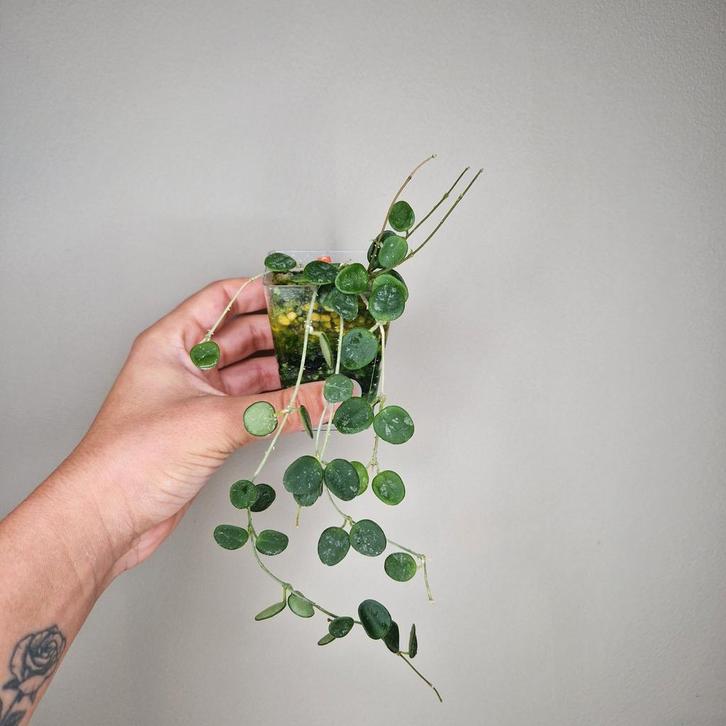 Hoya Serpens 1, Huis en Inrichting, Kamerplanten, Overige soorten, Minder dan 100 cm, Bloeiende kamerplant, Halfschaduw, Ophalen of Verzenden