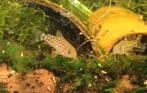 Hoplisoma knaacki nakweek(corydoras), Vis, Zoetwatervis, Schoolvis