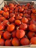 Pompoen eetbaar oranje hokkaido, Diversen, Levensmiddelen, Ophalen