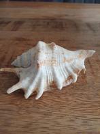 Vele schelpen ( ongeveer 7 cm ), Huis en Inrichting, Woonaccessoires | Overige, Ophalen of Verzenden, Zo goed als nieuw