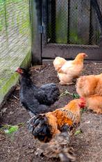 Trio cochin kriel 2025, Dieren en Toebehoren, Pluimvee