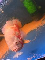 Pauwoog cichliden, Dieren en Toebehoren, Vis