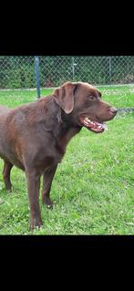 dekreu labrador met ervaring, Dieren en Toebehoren, Honden | Dekreuen, Rabiës (hondsdolheid), Reu, Eén hond, 3 tot 5 jaar