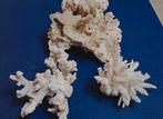 Fossiel koraal, Verzamelen, Mineralen en Fossielen, Ophalen of Verzenden, Fossiel