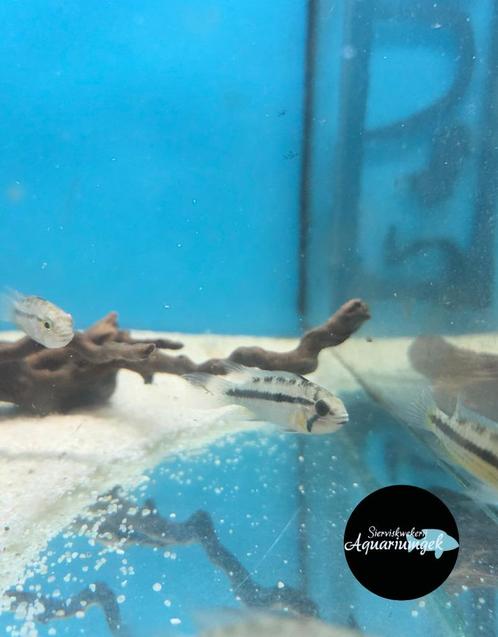 Apistogramma norberti, Dieren en Toebehoren, Vissen | Aquariumvissen, Zoetwatervis, Vis