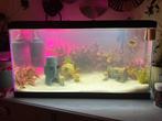 Ciano aquarium eventueel met vissen, Dieren en Toebehoren, Vissen | Aquaria en Toebehoren, Ophalen, Zo goed als nieuw, Gevuld zoetwateraquarium