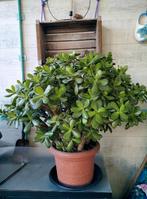 Grote sterke kamer(vet)plant 'crassula ovata', Ophalen, Zo goed als nieuw