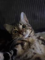 Halve bengaalse poesjes 2 en 1 katertje oranje katertje, Dieren en Toebehoren, Katten en Kittens | Raskatten | Korthaar, Meerdere dieren