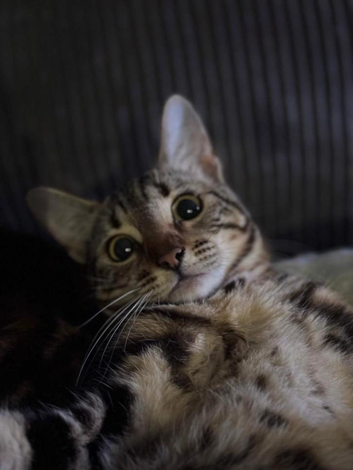 Halve bengaalse poesjes 1, Dieren en Toebehoren, Katten en Kittens | Raskatten | Korthaar, Meerdere dieren, 0 tot 2 jaar, Ontwormd