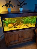 Aquarium met vissen en attributen, Dieren en Toebehoren, Vissen | Aquaria en Toebehoren, Ophalen, Gebruikt, Gevuld zoetwateraquarium