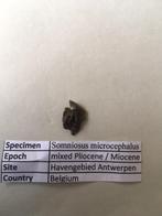 Zeldzame haaientand: Somniosus microcephalus, Verzamelen, Mineralen en Fossielen, Ophalen of Verzenden, Fossiel