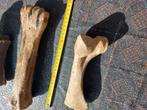 3 grote fossiele botten en gewei, Verzamelen, Mineralen en Fossielen, Ophalen of Verzenden, Fossiel