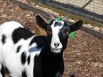 Dekbok dwerggeit | Bokken in verschillende kleuren, Dieren en Toebehoren, Schapen, Geiten en Varkens, Vrouwelijk, Geit, 0 tot 2 jaar