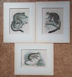 3 prenten litho steendruk P.W.M. Trap Maki Civet 1868, Gebruikt, Ophalen of Verzenden, Voor 1940, Dier