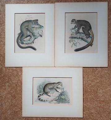 3 prenten litho steendruk P.W.M. Trap Maki Civet 1868 beschikbaar voor biedingen