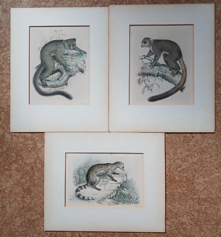 3 prenten litho steendruk P.W.M. Trap Maki Civet 1868, Verzamelen, Foto's en Prenten, Gebruikt, Prent, Dier, Voor 1940, Ophalen of Verzenden