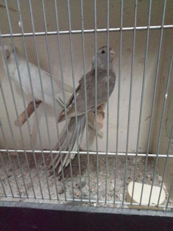 Super mooi koppel pennanten, Dieren en Toebehoren, Vogels | Parkieten en Papegaaien, Parkiet, Meerdere dieren