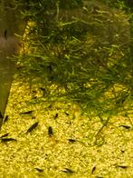 Blue Dream garnalen, Dieren en Toebehoren, Vissen | Aquariumvissen, Kreeft, Krab of Garnaal, Zoetwatervis, Schoolvis