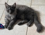 Maine Coon kitten met stamboom, Dieren en Toebehoren, Katten en Kittens | Raskatten | Langhaar, Meerdere dieren, Met stamboom