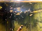 Jonge guppen guppies guppy’s, Dieren en Toebehoren, Vissen | Aquariumvissen, Vis