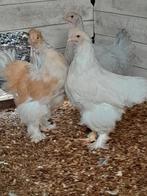 Jonge brahma groot, Dieren en Toebehoren, Pluimvee, Geslacht onbekend, Kip