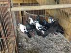 Boedapester hoogvliegers, Dieren en Toebehoren, Vogels | Duiven, Meerdere dieren, Overige soorten