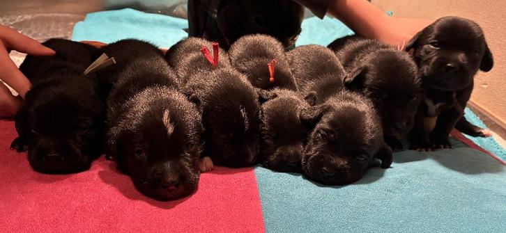 Prachtige puppy’s te koop – Staffador / Labrastaff, Dieren en Toebehoren, Honden | Niet-rashonden, Middel, Meerdere dieren, Particulier