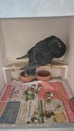 Kraai gaditano duif, Vrouwelijk, Parkiet