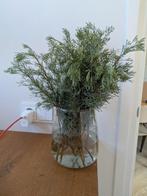Colakruid stekken, Tuin en Terras, Planten | Tuinplanten, Ophalen, Volle zon, Vaste plant, Kruiden