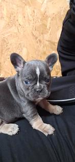 Franse buldog pups met stamboom en lange neusje, Parvo, België, Particulier, 8 tot 15 weken