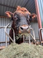 Te huur: Dexter stier, Dieren en Toebehoren, Mannelijk