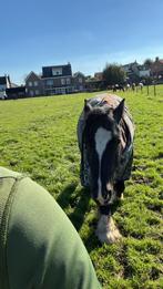 Weidemaatje tinker, Dieren en Toebehoren, Pony's, Gechipt, Ruin, Niet van toepassing, 7 tot 10 jaar