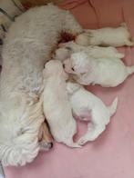 Bichon Maltese, Dieren en Toebehoren, Honden | Chihuahua's en Gezelschapshonden, Maltezer, Reu, 8 tot 15 weken, Meerdere