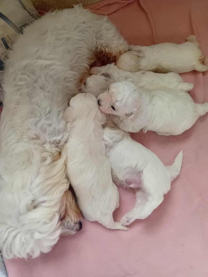 Bichon Maltese, Dieren en Toebehoren, Honden | Chihuahua's en Gezelschapshonden, Reu, Maltezer, Particulier, Meerdere, Nederland