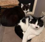 Poesje Maine Coon/Brits Korthaar