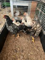 7 kriel kipjes, kippen, Dieren en Toebehoren, Pluimvee, Vrouwelijk, Kip