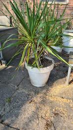 Yucca in pot, 1 stam, 2 planten., Volle zon, Vaste plant, Zomer, Ophalen