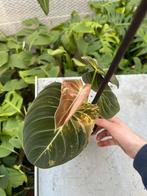 Philodendron Melanochrysum Variegata, Ophalen of Verzenden