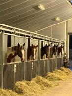 Hulp met uitmesten gezocht, Dieren en Toebehoren, Stalling en Weidegang, Stalling, 4 paarden of pony's of meer