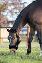 Wegens omstandigheden 2 toppers aangeboden!, Dieren en Toebehoren, Paarden, Merrie, Recreatiepaard